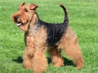 Welsh Terrier thumbnail
